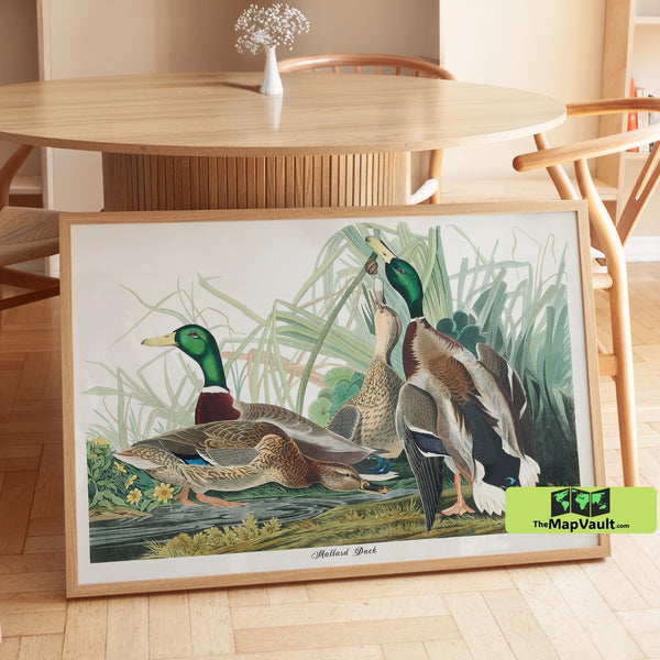 Mallard Duck Print - John James Audubon - Vintage 19th-Century Waterfowl Illustration