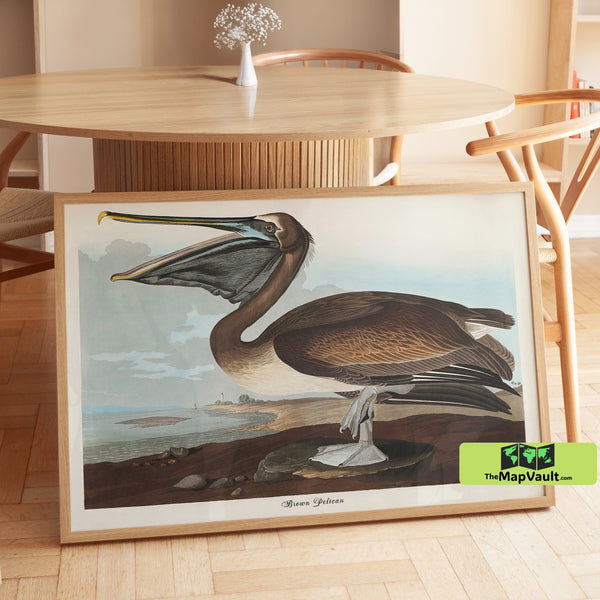 Brown Pelican Print - John James Audubon - Majestic 19th-Century Coastal Bird Illustration