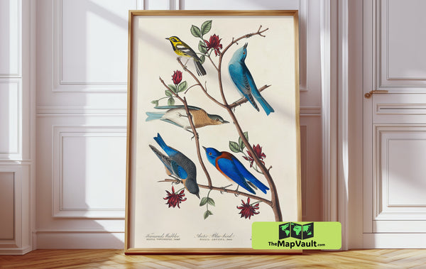 John James Audubon’s Western Bluebird – Classic Ornithological Print for Collectors