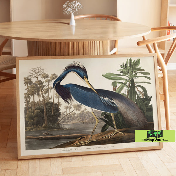 Louisiana Heron Print - John James Audubon - Elegant 19th-Century Ornithology Illustration