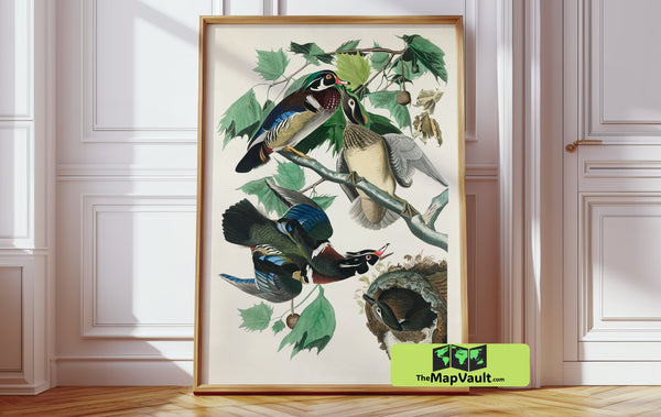 John James Audubon’s Wood Duck – Elegant Vintage Waterfowl Print for Collectors
