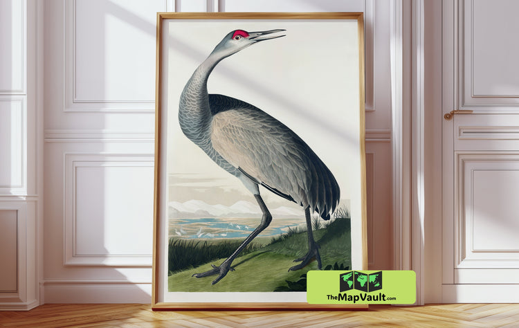 John James Audubon’s Sandhill Crane - Regal Ornithological Print for Collectors