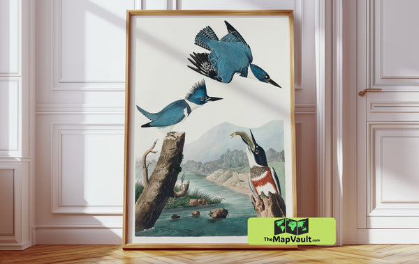 Belted Kingfisher by John James Audubon – Detailed Antique Ornithological Art Reproduction