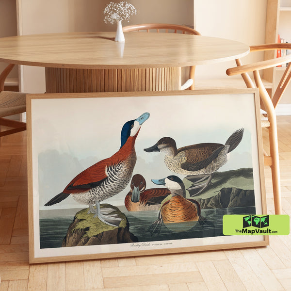 Ruddy Duck Print - John James Audubon - Vintage 19th-Century Ornithology Illustration