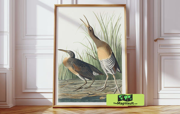 American Bittern by John James Audubon – Vintage Ornithology Art Print Reproduction
