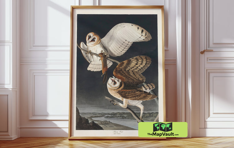 Barn Owl by John James Audubon - Elegant Vintage Ornithology Art Print Reproduction