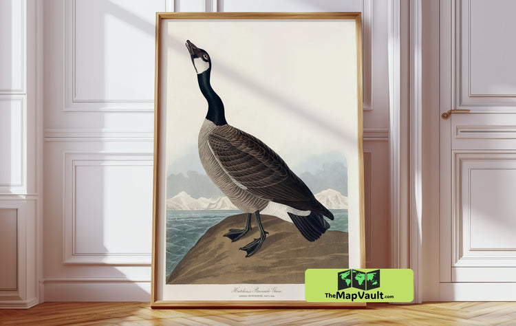 Hutchins’s Barnacle Goose by John James Audubon - Antique Ornithological Art Reproduction