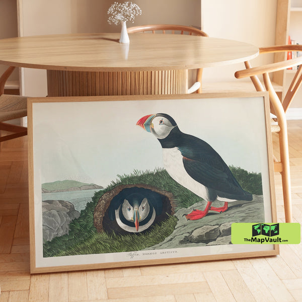 Atlantic Puffin Print - John James Audubon - Vintage 19th-Century Ornithology Illustration