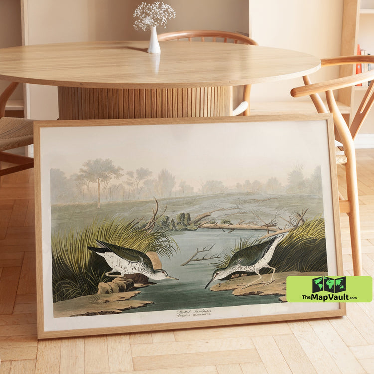 Spotted Sandpiper Print - John James Audubon - Elegant 19th-Century Shorebird Illustration
