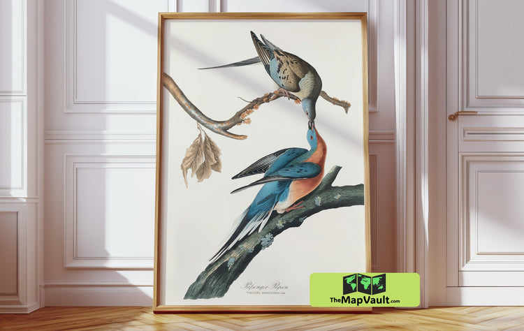 Passenger Pigeon by John James Audubon - Historic Antique Bird Art Print Reproduction