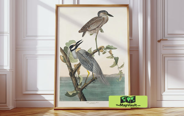 Yellow-Crowned Heron by John James Audubon – Exquisite Antique Ornithological Art Reproduction