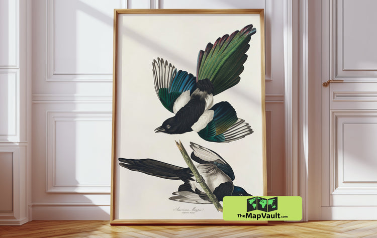 American Magpie by John James Audubon - Vintage Ornithological Art Print Reproduction