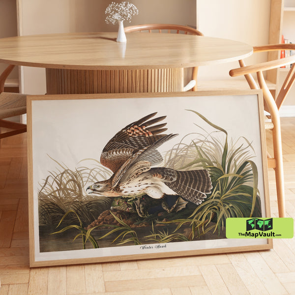 Winter Hawk Print - John James Audubon - Vintage 19th-Century Bird of Prey Illustration