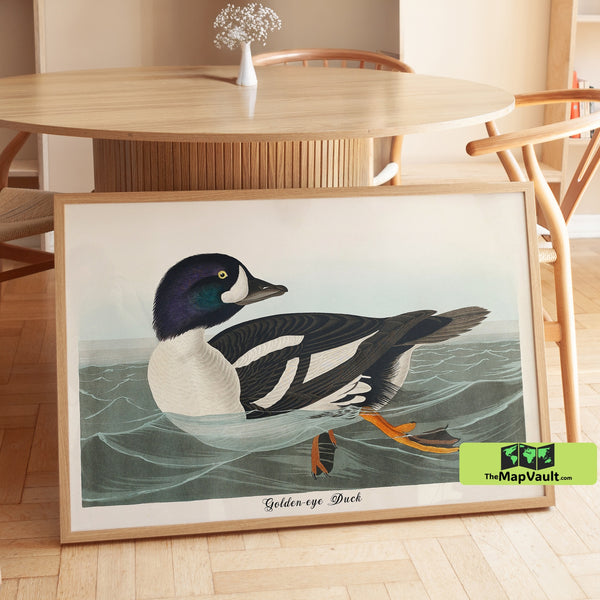 Goldeneye Duck Print - John James Audubon - Vintage 19th-Century Waterfowl Illustration