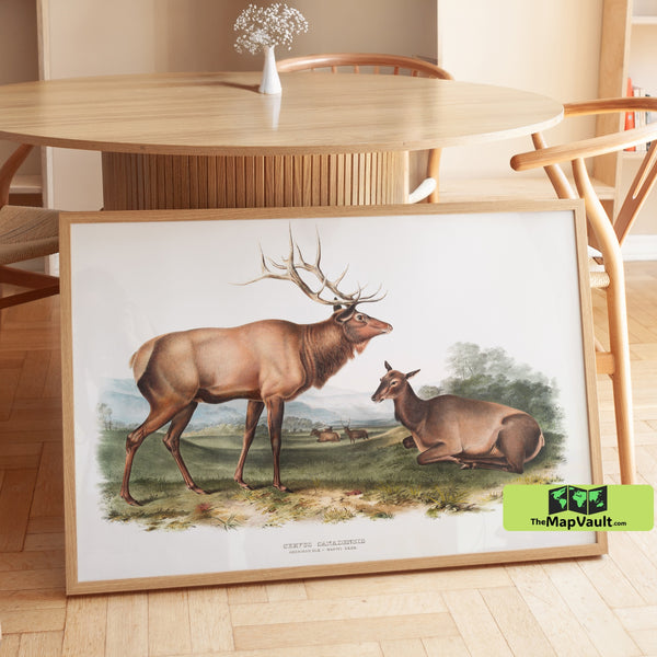 American Elk Print - John James Audubon - Vintage 19th-Century Wildlife Illustration