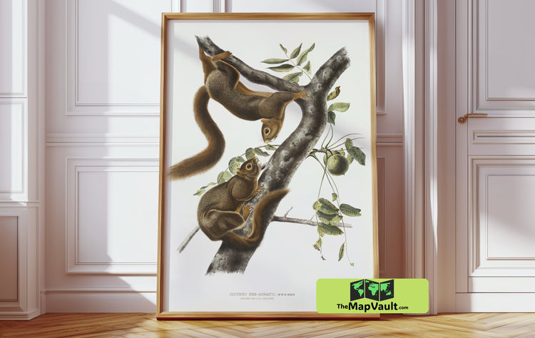 Douglas Squirrel by John James Audubon - Charming Antique Wildlife Art Print Reproduction