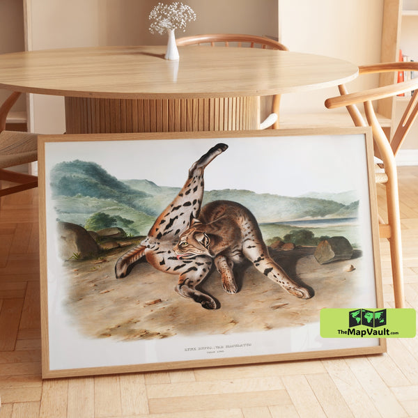 Lynx Print - John James Audubon - Striking 19th-Century Wildlife Illustration of Spotted Wild Cats