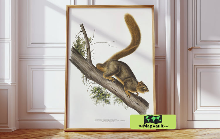 John James Audubon - Red-Tailed Squirrel Illustration - Vintage 19th-Century Scientific Artwork