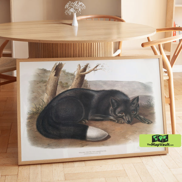 American Black Fox Print - John James Audubon - Rare 19th-Century Wildlife Illustration