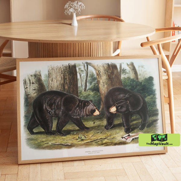 American Black Bear Print - John James Audubon - Majestic 19th-Century Wildlife Illustration