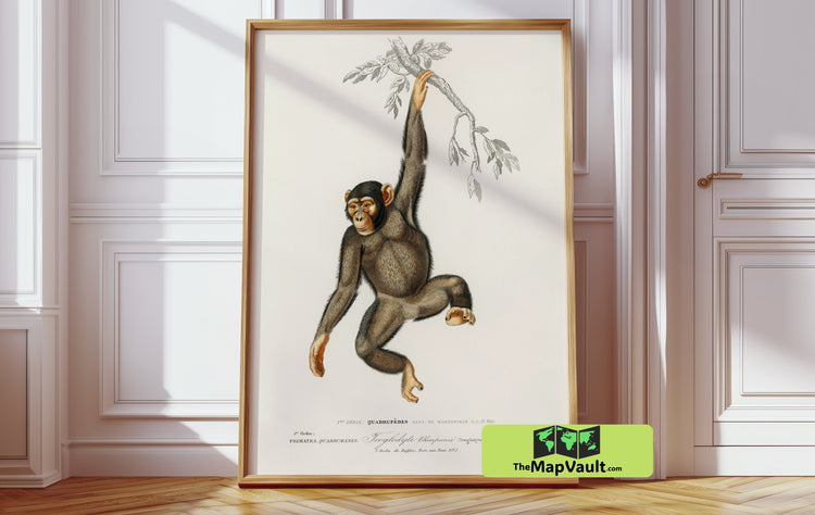 Jean Gabriel Prêtre - Chimpanzee Scientific Illustration - Vintage 19th-Century Natural History Art