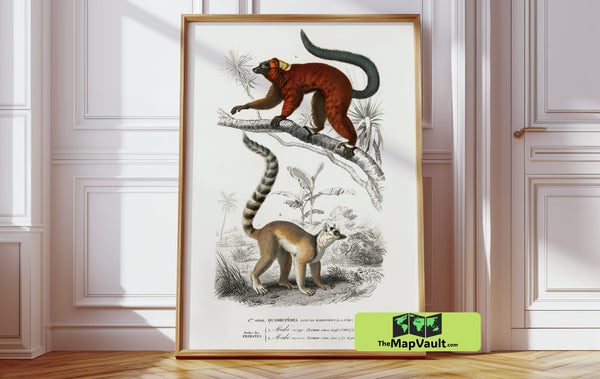 Jean Gabriel Prêtre - Lemur Illustration - 19th Century Scientific Natural History Print