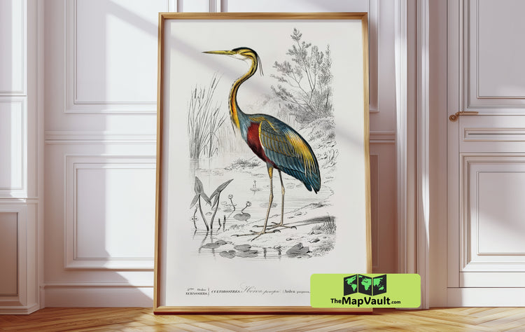 Jean Gabriel Prêtre - Purple Heron Illustration - Vintage Ornithology Artwork