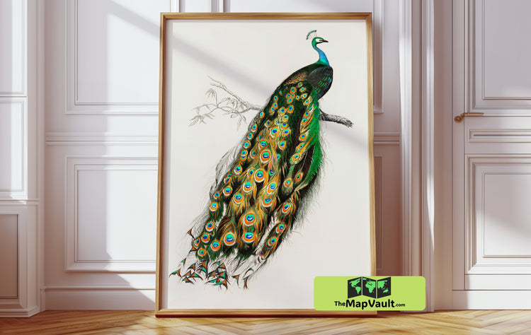 Jean Gabriel Prêtre - Peacock Illustration - Ornate 19th-Century Natural History Artwork