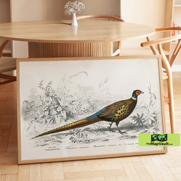 Common Pheasant Scientific Print - Elegant 19th-Century Ornithology Illustration of Game Birds