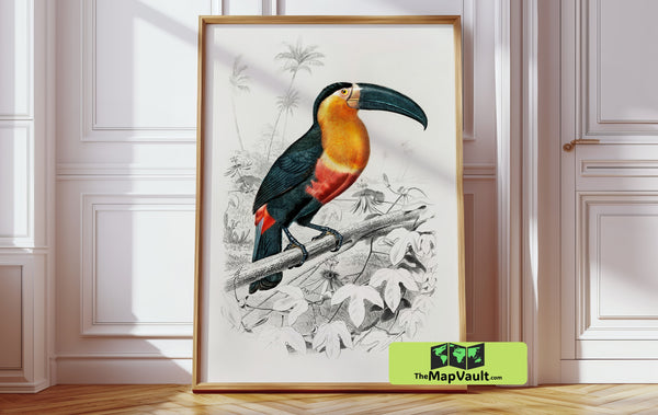 Jean Gabriel Prêtre - Toucan Illustration - Vintage 19th-Century Ornithological Artwork