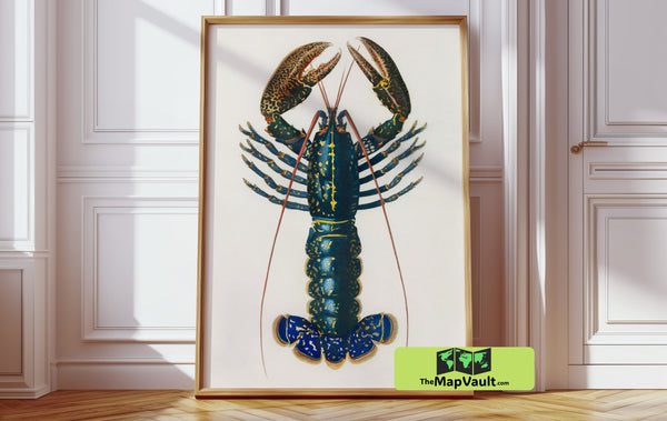 Antique Lobster Scientific Illustration - 19th-Century Marine Biology Artwork