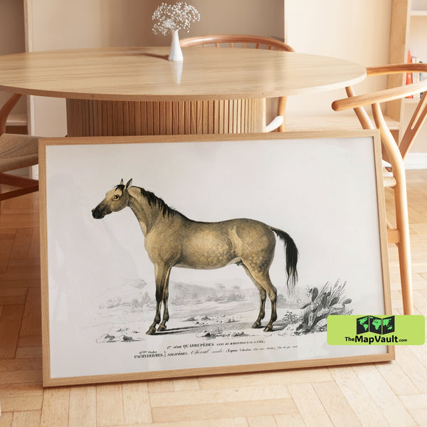 Arabian Horse Print - Vintage 19th-Century Equine Scientific Illustration