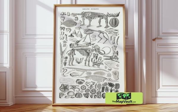 Jean Gabriel Prêtre - Organic Remains and Fossils - Antique 19th-Century Scientific Study