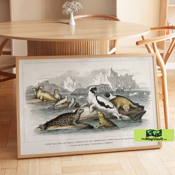 Arctic Seals and Walrus Print - Vintage 19th-Century Marine Mammal Scientific Illustration