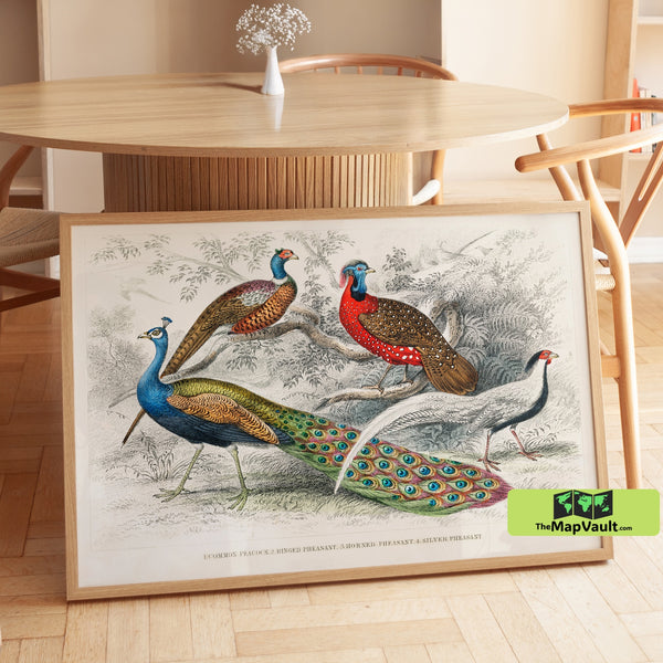 Regal Peacocks and Pheasants in Exotic Woodland - Vintage 19th-Century Bird Print
