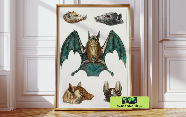 Jean Gabriel Prêtre - Bat Illustration - Vintage Scientific Zoological Artwork