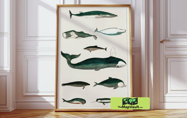Whale Species Scientific Illustration - Vintage Marine Biology Print - 19th-Century Oceanic Study