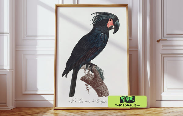 Black Palm Cockatoo Illustration - Vintage Ornithology Print - 19th-Century Scientific Bird Art