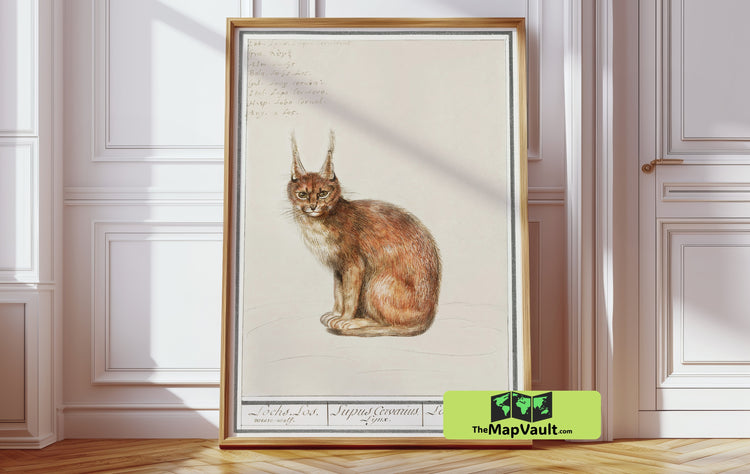 Lynx Illustration - Vintage Scientific Animal Study - 17th-Century Natural History Art