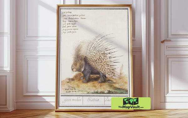 Porcupine Scientific Illustration - Vintage Natural History Print - 17th-Century Zoological Artwork