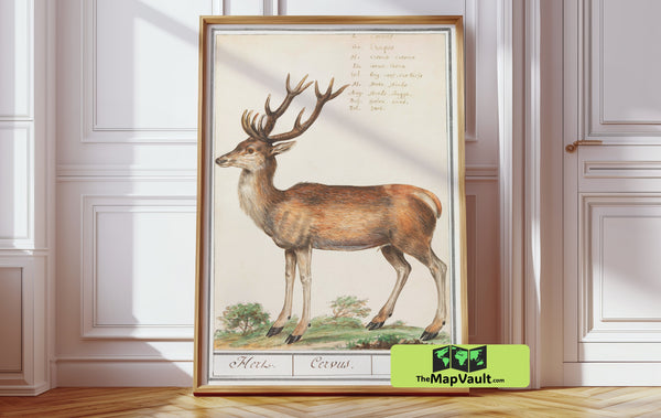 Red Deer Illustration - Vintage Zoological Study - 17th-Century Scientific Animal Print
