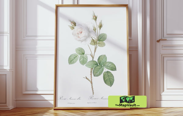 Vintage Botanical Rose Illustration - Classic Floral Study - 19th-Century Scientific Art