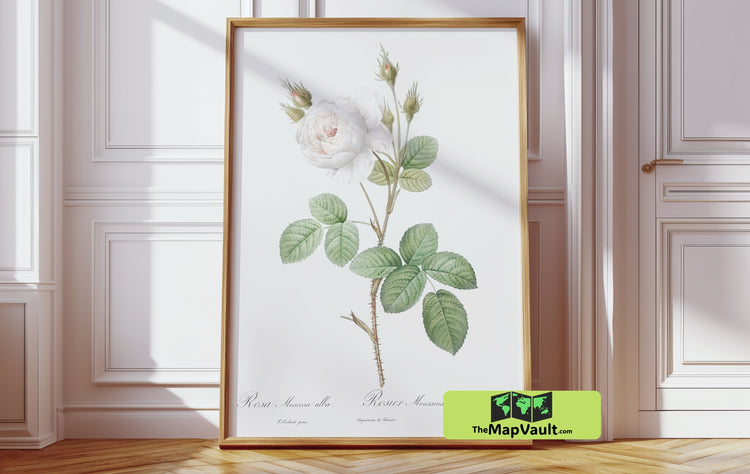 Vintage Botanical Rose Illustration - Classic Floral Study - 19th-Century Scientific Art