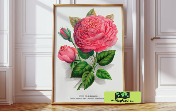 Anna de Diesbach Rose - Vintage Botanical Illustration - Classic Floral Lithograph