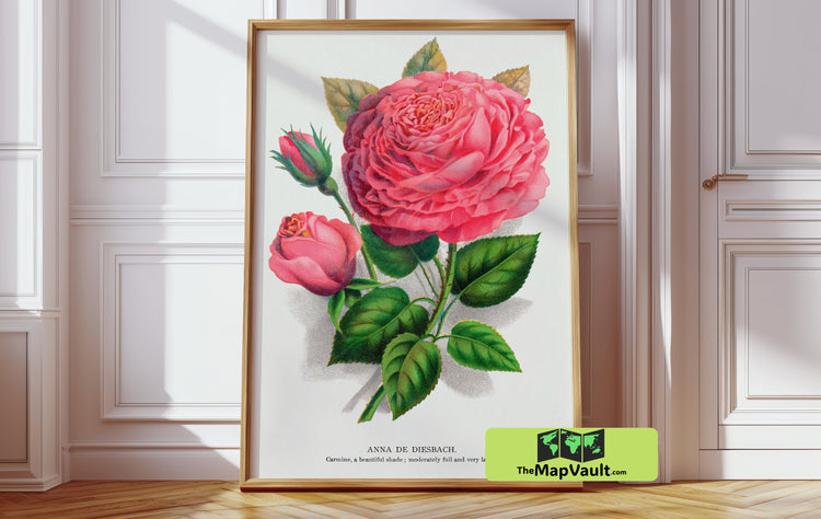 Anna de Diesbach Rose - Vintage Botanical Illustration - Classic Floral Lithograph