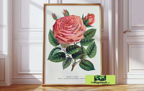Glorie de Dijon Rose - Antique Botanical Illustration - Vintage Floral Artwork